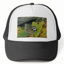 Bobwhite quail, cock lying at edge of autumn grass trucker hats