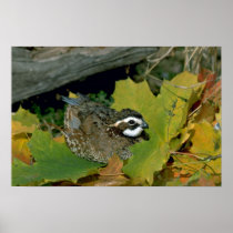 Bobwhite quail, cock lying at edge of autumn grass poster