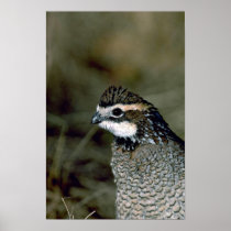 Bobwhite quail, cock poster