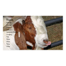 Boer Goat Billy Sticking His Tongue Out Business Cards
