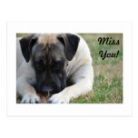Boerboel Postcard