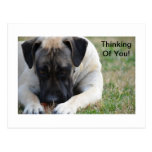 Boerboel Postcard