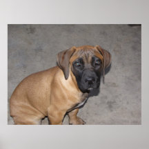 boerboel posters