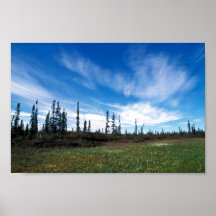 Bog and Sporadic Spruce Posters