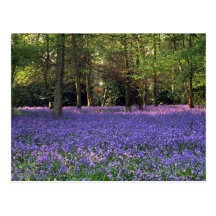 Bois de jacinthe des bois, Angleterre Cartes Postales
