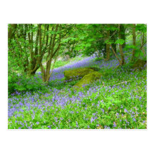 Bois de jacinthe des bois carte postale