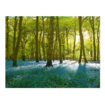 Bois de jacinthe des bois cartes postales