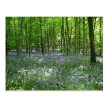 bois de jacinthe des bois cartes postales
