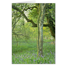 Bois de jacinthe des bois, fleurs de collines de Q Carte De Vœux