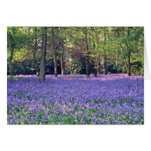 Bois de jacinthe des bois, fleurs de l'Angleterre Carte De Vœux
