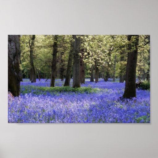 Bois de jacinthe des bois posters