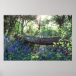 Bois jaune de jacinthe des bois, bois de parc de H Poster