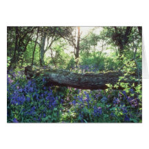 Bois jaune de jacinthe des bois, bois de parc de H Carte De Vœux