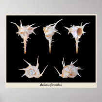 Bolinus Cornutus Print