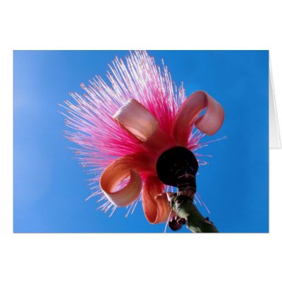 Bombax Blossom Greeting Card by joeyartist