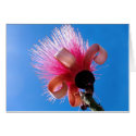 Bombax Blossom cards