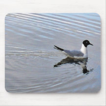 Bonaparte's Gull Mousepads