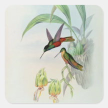 Bonaparte's Star Fronted Hummingbird (coloured lit Sticker