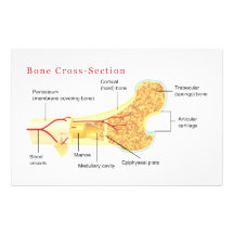 Bone Cross Section Diagram Custom Stationery