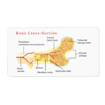 Bone Cross Section Diagram Labels