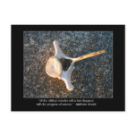 Bone with Matthew Arnold Quote Post Card
