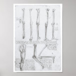 Bones of the Lower Extremity, Leonardo da Vinci Print