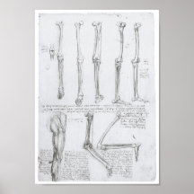Bones of the Lower Extremity, Leonardo da Vinci Print