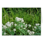 Boneset (Eupatorium Perfoliatum) flowers Greeting Cards