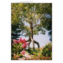 Bonfonte Gardens  Card