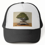 Bonsai at National Arboretum, Washington D.C. Hat