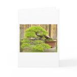 Bonsai/Chinese Potted Landscape
