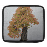 Bonsai in autumn sleeves for iPads