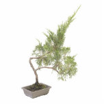 Bonsai Photo 6 Cut Outs