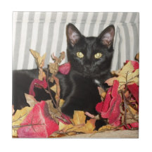 Boo the Cat Ceramic Tiles