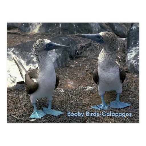 Booby Birds Post Card