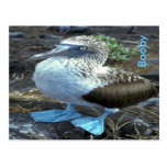 Booby Post Cards
