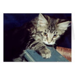Books and Cats Greeting Cards