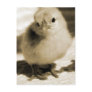 Boot's Chick Postcards
