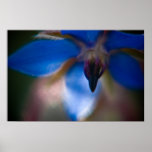 Borage | Borretsch Posters