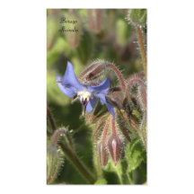 Borago officinalis business card