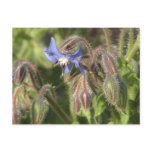 Borago officinalis flowers post cards