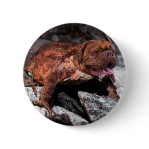 Bordeaux frog