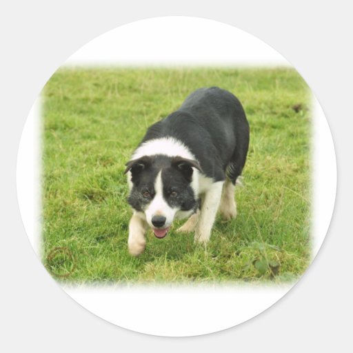 Border Collie 8M054D-05 Stickers
