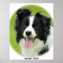 Border Collie 9A14D-25 Posters