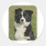 Border Collie 9B62D-18 Sticker