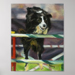 Border Collie Agility Dog Portrait Poster