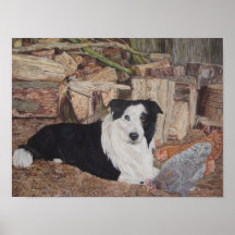border collie and chickens dog portrait art poster