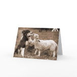 Border Collie and Lamb~Photo Card