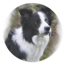 Border Collie Art Gifts Stickers