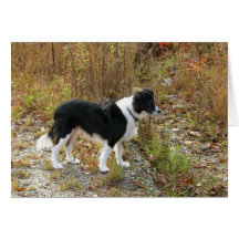 Border Collie Autumn Greeting Cards